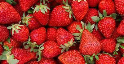 XOLDAA F1 best quality hybrid strawberry Seed(95 per packet)