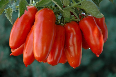 KNESSiN Open-Pollinated Pepper-Shaped Long Tomato Summer Seeds For Gardening - (1000 S) Seed(1000 per packet)