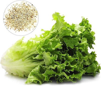CYBEXIS Fast Germination Romaine Lettuce Seeds4000 Seeds Seed(4000 per packet)