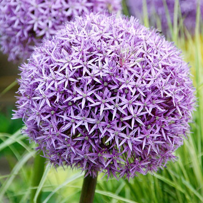Biosnyg Non GMO Ornamental Onion Seeds for Home Gardening-(3000 Seeds) Seed(3000 per packet)