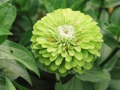 Qualtivate NBIR-112 Long Blooms Yellow Green Flower Envy Lime Zinnia Seeds Seed(25 per packet)