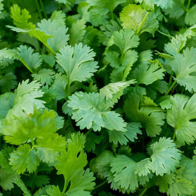 CYBEXIS XLR-6 - Coriander Slow Bolting - (250 Seeds) Seed(250 per packet)