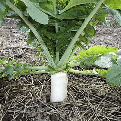 Aywal Mooli Seed(2000 per packet)
