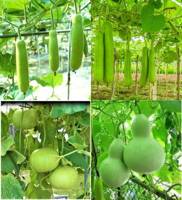 ibains Round bottle gourd seeds hybrid f1 biij 23 Seed(23 per packet)