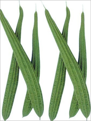 KNESSiN Jaipur Long Ridge gourd Seeds Seed(500 per packet)