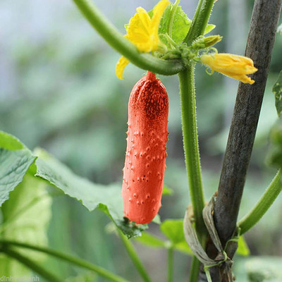 CYBEXIS Easy Growing Cucumis Fruit Vegetable - Red Cucumber Seeds-250 Seeds Seed(250 per packet)