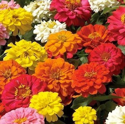 GREENSEA Colorful Zinnia Seed(21 per packet)