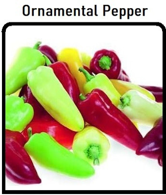Biosnyg Heirloom Pretty N Sweet Pepper Seeds for Terrace Gardening-(2000 Seeds) Seed(2000 per packet)