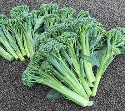 Qualtivate PUA-6A Hybrid Cross Between broccoli and Kale Seed(300 per packet)