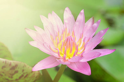 KANAYA lotus,kamal gatta Seed(10 per packet)