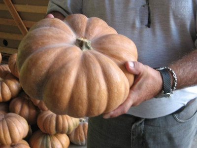 Qualtivate RES-2A Giant Pumpkin Musquee De Provanc Seed(50 per packet)
