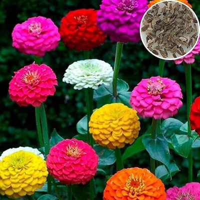 SeedSutra ™️Zinia Flower Seed Hybrid Multiple Colour Seed(50 per packet)