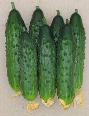 CRGO CUCUMBER , KHEERA Seed(40 per packet)