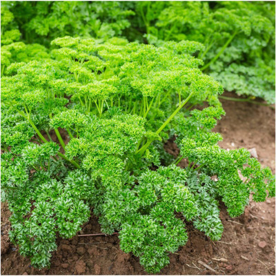 CYBEXIS XL-80 - Parsley - Triple Curled - (750 Seeds) Seed(750 per packet)