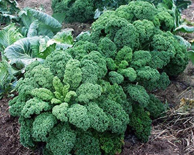 WILLVINE KGF -VIII Kale Bush Dinosaur Giant Cabbage [2.5g] Seed(750 per packet)