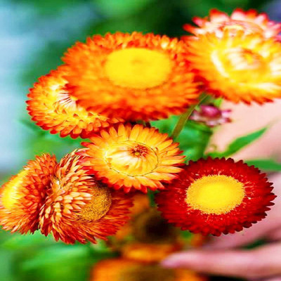 KANAYA Helichrysum/Paper Flower Seeds F1 hybrid flower Seed(22 per packet)