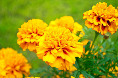 NATURE YARD marigold/gende ka phool flower seeds Seed(50 per packet)