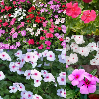 Arshiayat Nayantara Flower Seedss Seed(45 per packet)