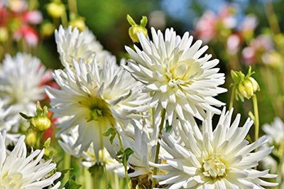 Aywal Dahlia Ball Pompon Mix Annual Flowers for Planting Seed(100 per packet)