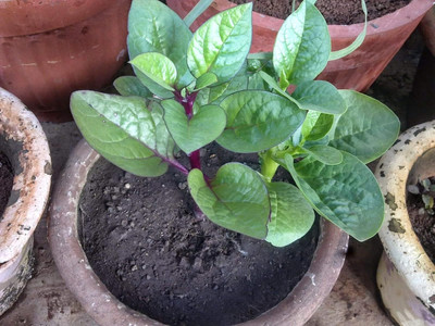 WILLVINE Basella alba Vegetable Seeds Malabar Spinach Red Stem-[2000 Seeds] Seed(2000 per packet)
