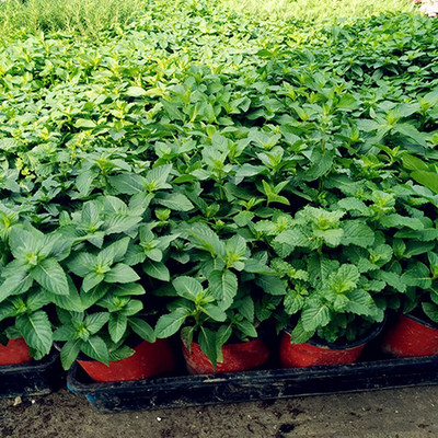 CYBEXIS Heirloom F1 Hybrid Mint Seeds2800 Seeds Seed(2800 per packet)