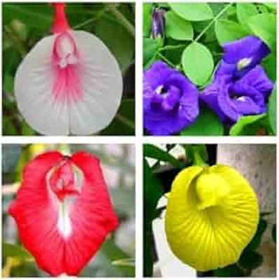 Greenfall Multi-Color Aparajita Seeds, Clitoria Ternatea (20 Per Packet) Seed(20 per packet)