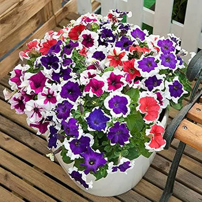 BDSresolve petunia hybrid mix flower seed/Petunia flower seeds 69 Seed(69 per packet)