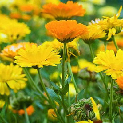KANAYA Calendula Yellow Seed(45 per packet)