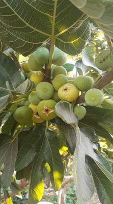 usdeepar retail kotaliya Anjeer,mAnjeer Seed (70 per packet), fig seed, Anjeer seed Seed(70 per packet)