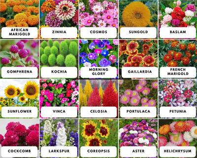 FLARE SEEDS Summer 20 Varieties of Summer Flower Seeds (Multicolor). Seed(20 per packet)