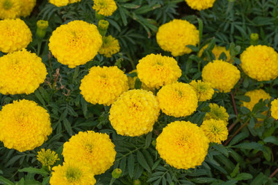 Fazioli marigold,gende ka phool seeds Seed(21 per packet)
