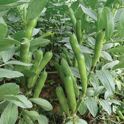 Aywal Bakla/Broad Beans Vegetable Seed(42 per packet)