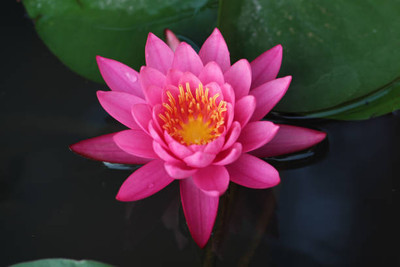 SREE lotus,kamal gatta Seed(11 per packet)
