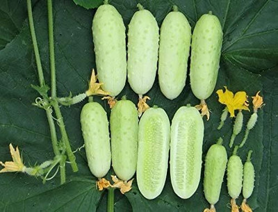 Qualtivate HUA-7A White Cucumber Pickling Seed(300 per packet)