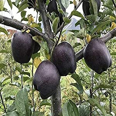 Aywal HYBRID FRESH RED APPLE Seed(11 per packet)