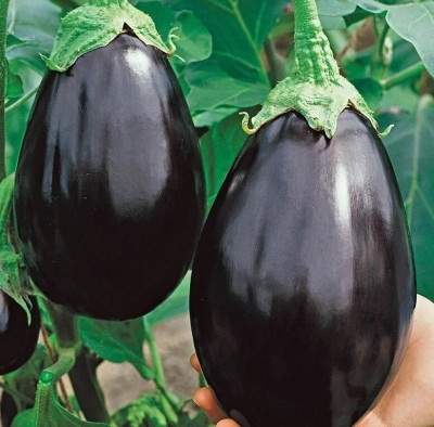 Avysa Organic Eggplant Black Beauty Seed(1500 per packet)