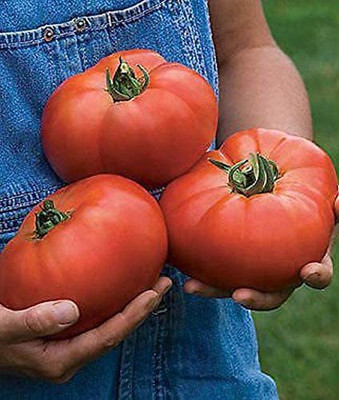 KANAYA Tomato Seed(750 per packet)