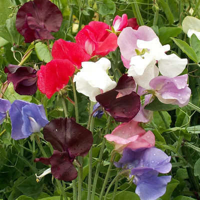 Lorvox Sweet Pea Flower Seeds F1 Hybrid Seed(60 per packet)
