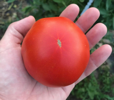 Biosnyg Non GMO Rostova Tomato Seeds for Home Gardening - (2000 Seeds) Seed(2000 per packet)