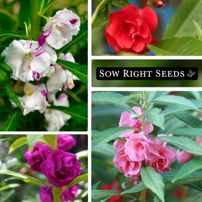 DEYS AGRO ™ dopati flower seeds,flower plant Seed(64 per packet)