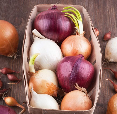 Qualtivate PUAS-3A Onion Rainbow Mix Seeds Seed(500 per packet)