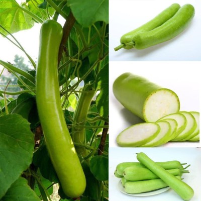 CYBEXIS XLL-18 - Bottle Gourd Dudhi Lauki Calabash - (100 Seeds) Seed(100 per packet)