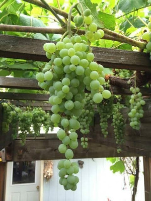 Aywal Hybrid Grabes Seed(65 per packet)