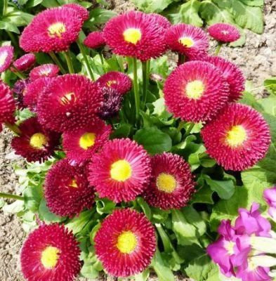 CYBEXIS ENGLISH DAISY SEEDS Seed(1 g)