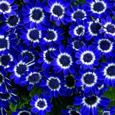 CYBEXIS Rare Blue Daisy Seeds Awesome Easy to Grow Seed(50 per packet)