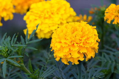 Bcb marigold/gende ka phool flower seeds Seed(75 per packet)