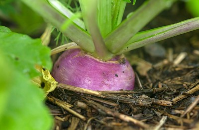 MYLAWN Purple Queen Turnip Seed(1000 per packet)