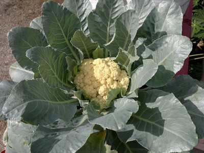 BJUBAS Hybrid Cauliflower Seeds pack of 32 Seed(32 per packet)