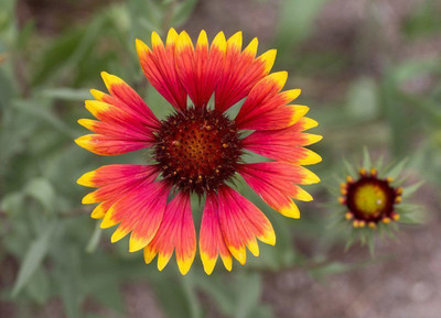 Avysa GAILLARDIA (BLANKET FLOWERS) Seed(70 per packet)