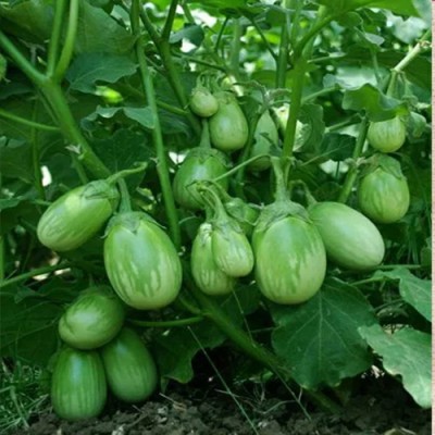 SREE Mix Brinjal Seeds, Bengan Organic Vegitable Seed, Begun Seed(100 per packet)